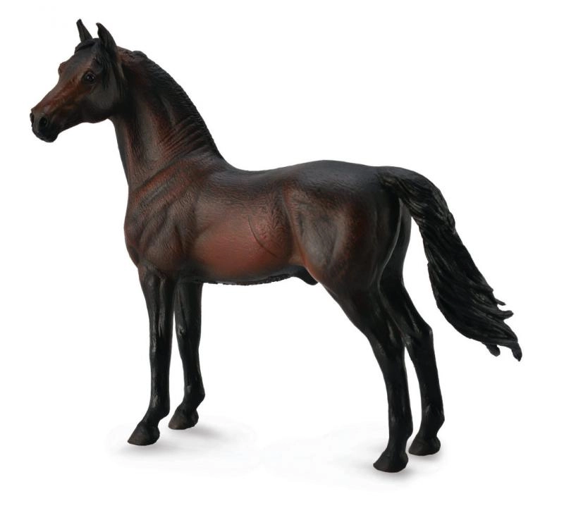 Collecta koně Morgan hnědák