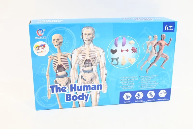 Anatomický model lidského těla