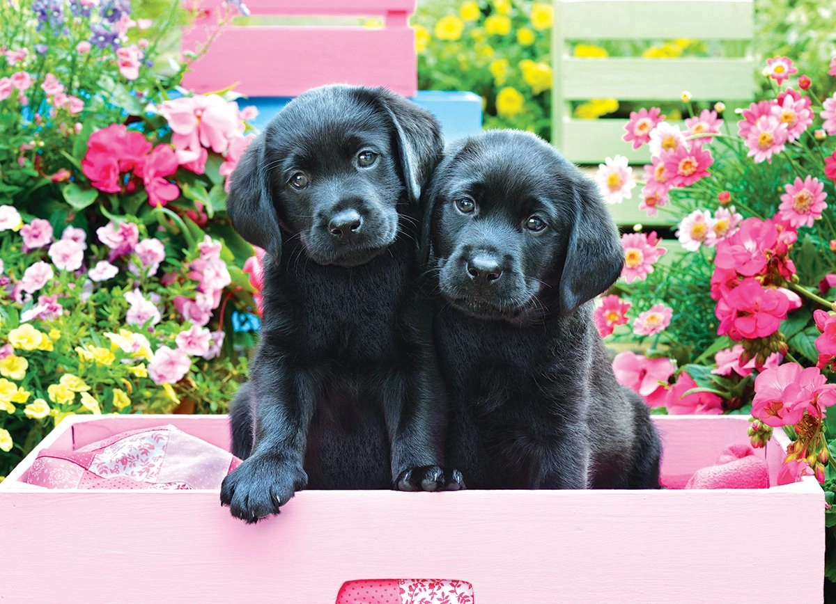 Levně EuroGraphics XXL Black Labs in Pink Box 500 dílků