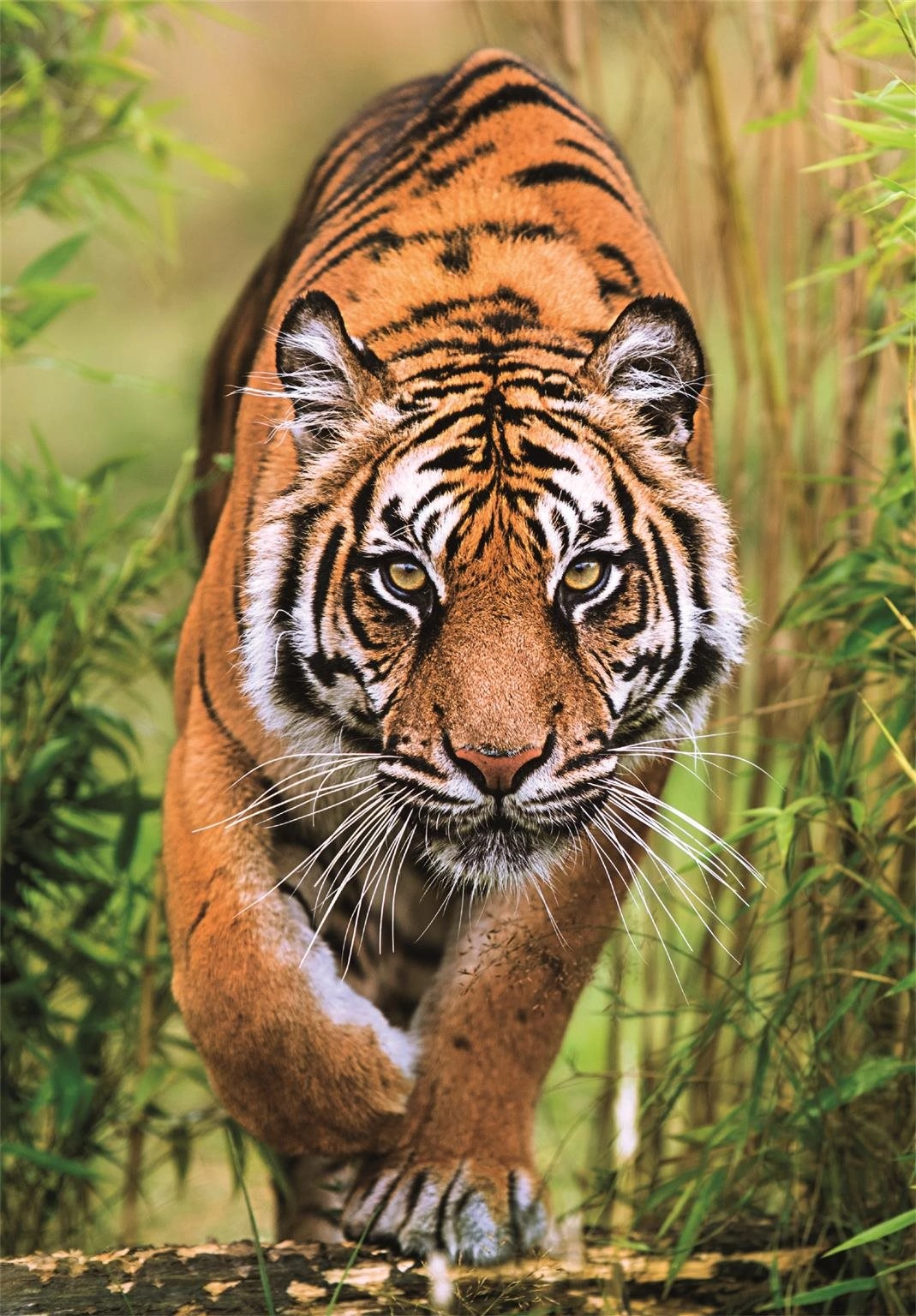 Puzzle Lovecká stezka 1000 dílků CLEMENTONI