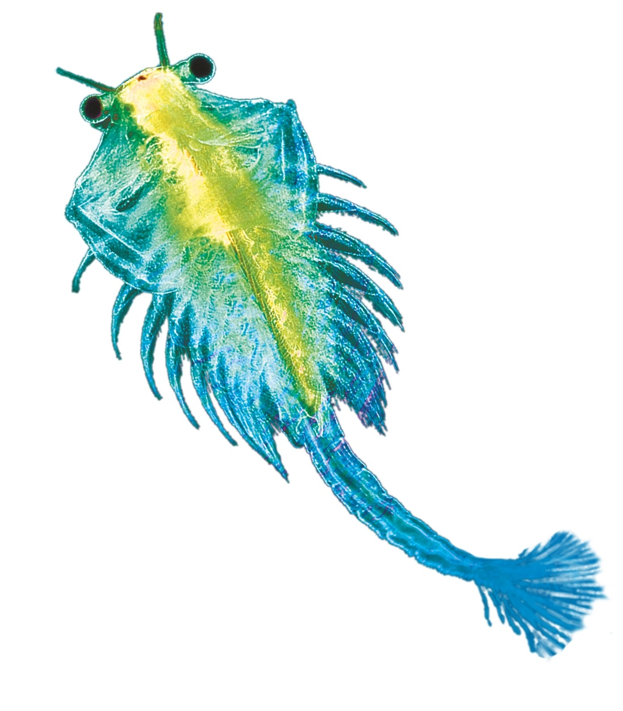 Kosmos vodní mazlíček – žábronožka