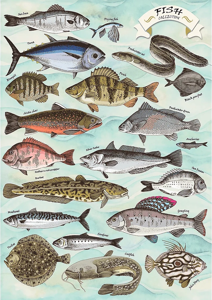 Puzzle TREFL Premium Plus Finders Keepers: ryby 500 dílků