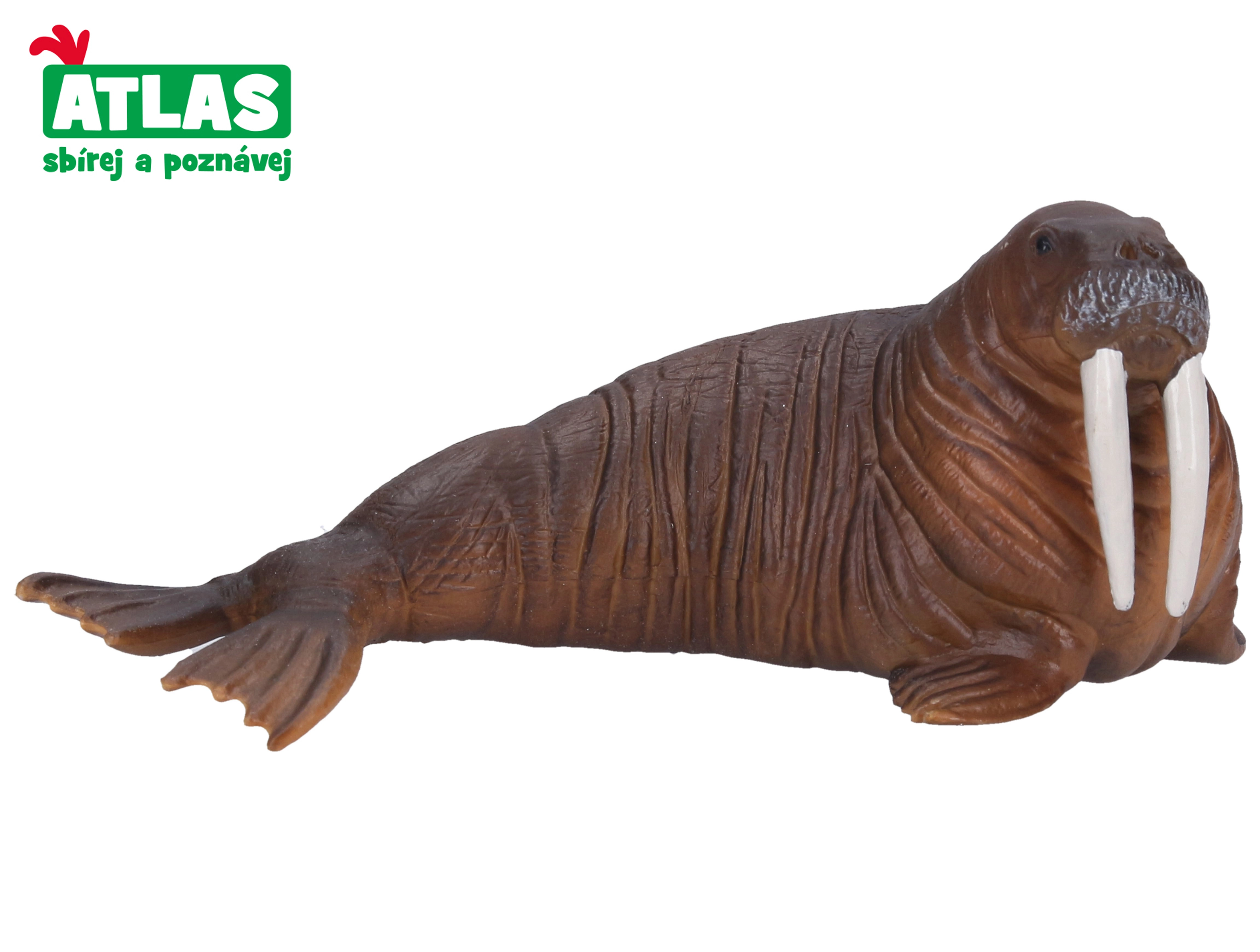 Levně Atlas C Mrož