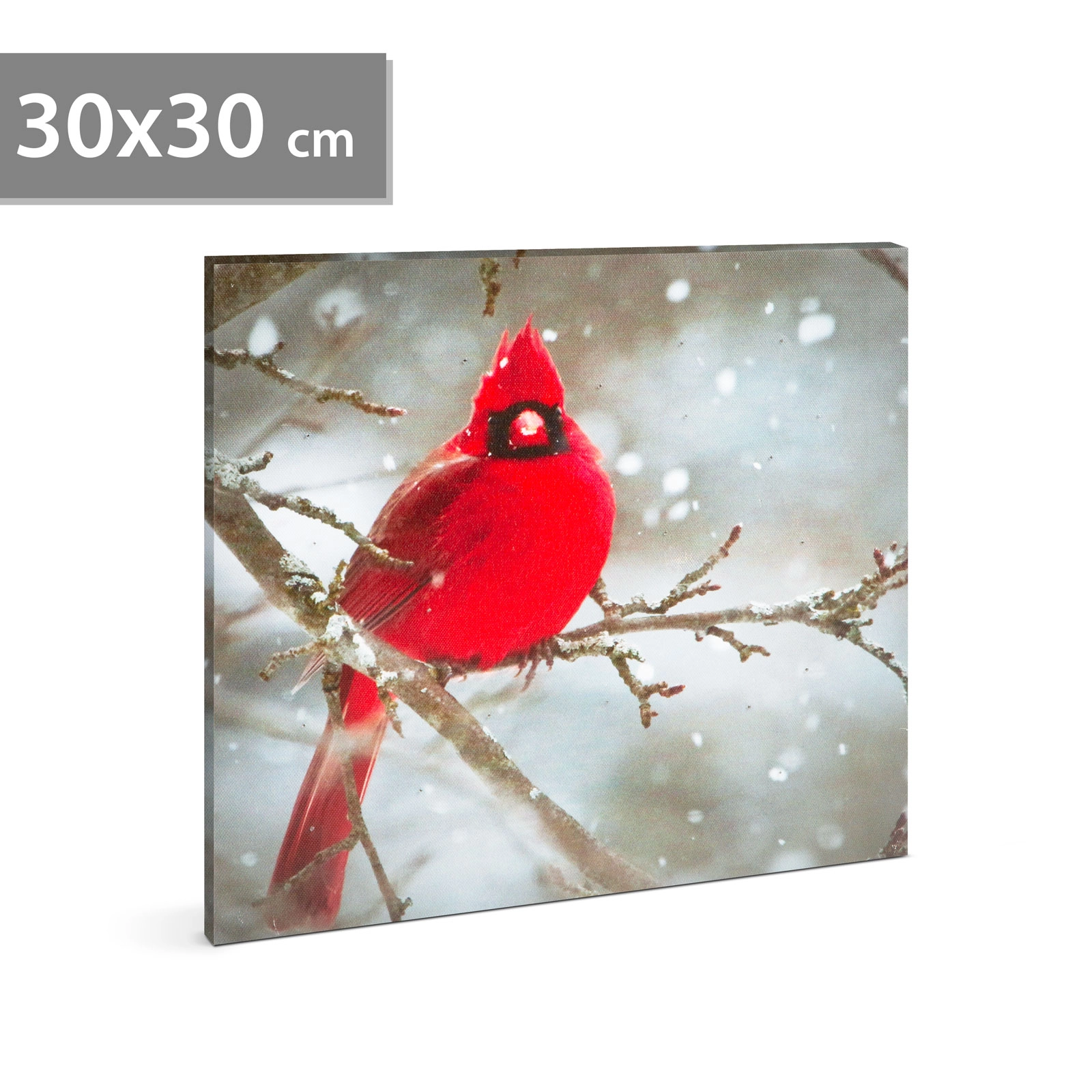 LED obraz s kardinálem červeným 30 × 30 cm