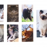 Kočka Malý Notýsek 40 Listů