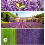 Nástěnný kalendář Paleta 2025