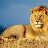 Diamantové malování Lví majestát 30x40 cm