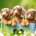 Puzzle 500 kousků Roztomilí jezevčíci