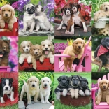 Ravensburger puzzle štěňata 500 dílků