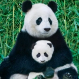 Puzzle EUROGRAPHICS Panda s mládětem 1000 dílků