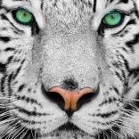 Enjoy puzzle bílý sibiřský tygr 1000 dílků