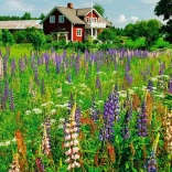 Puzzle 500 dílků Louka ve Švédsku