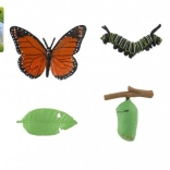 Vývojový model motýla babočky