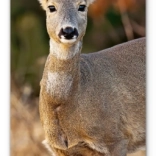 Nástěnný kalendář Lesní zvěř 2026