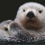 Puzzle 500 dílků - Vydra