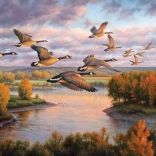 Puzzle Migrace COBBLE HILL 1000 dílků