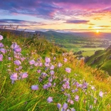 Puzzle Harebells at Sunrise 500 dílků