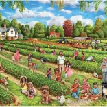 Falcon Puzzle Sběr jahod 1000 dílků