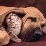 Puzzle Clementoni 500 dílků Cuddles