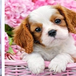 Diamantové malování štěně v růžovém košíku 30 × 40 cm