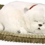 Adoptuj si štěňátko maltézáček PERFECT PETZZZ