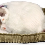 Dýchající koťátko Ragdoll Perfect Petzzz