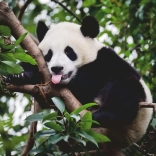 Puzzle panda od Ravensburger 500 dílků