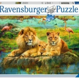 Ravensburger puzzle Lvi v savaně 500 dílků