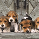 Puzzle 1000 dílků compact panorama beagle