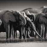 CLEMENTONI panoramatické puzzle Stádo obrů – 1000 dílků