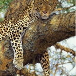 Puzzle Levhart 1000 dílků