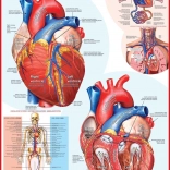 EUROGRAPHICS Puzzle lidské srdce 1000 dílků