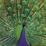 Puzzle RAVENSBURGER majestátní páv 500 dílků